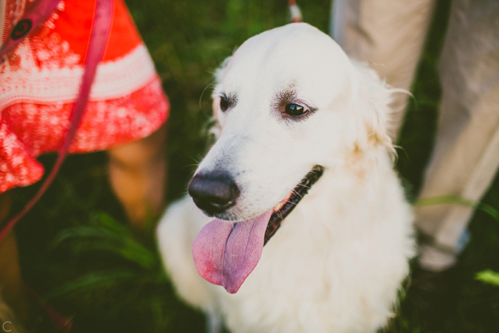 White Golden Retriever